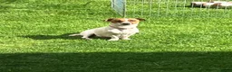 Jack Russell dogs for sale: Stunning short legged Jack Russell puppies - Advert 2