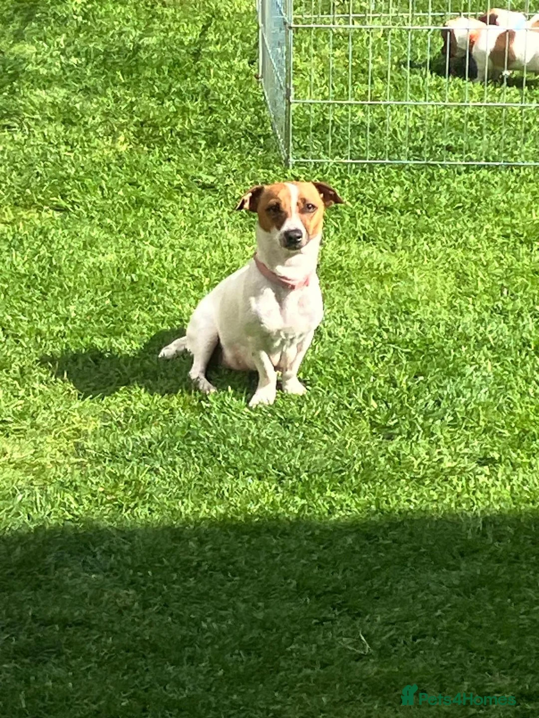 Jack Russell dogs for sale: Stunning short legged Jack Russell puppies - Advert 2