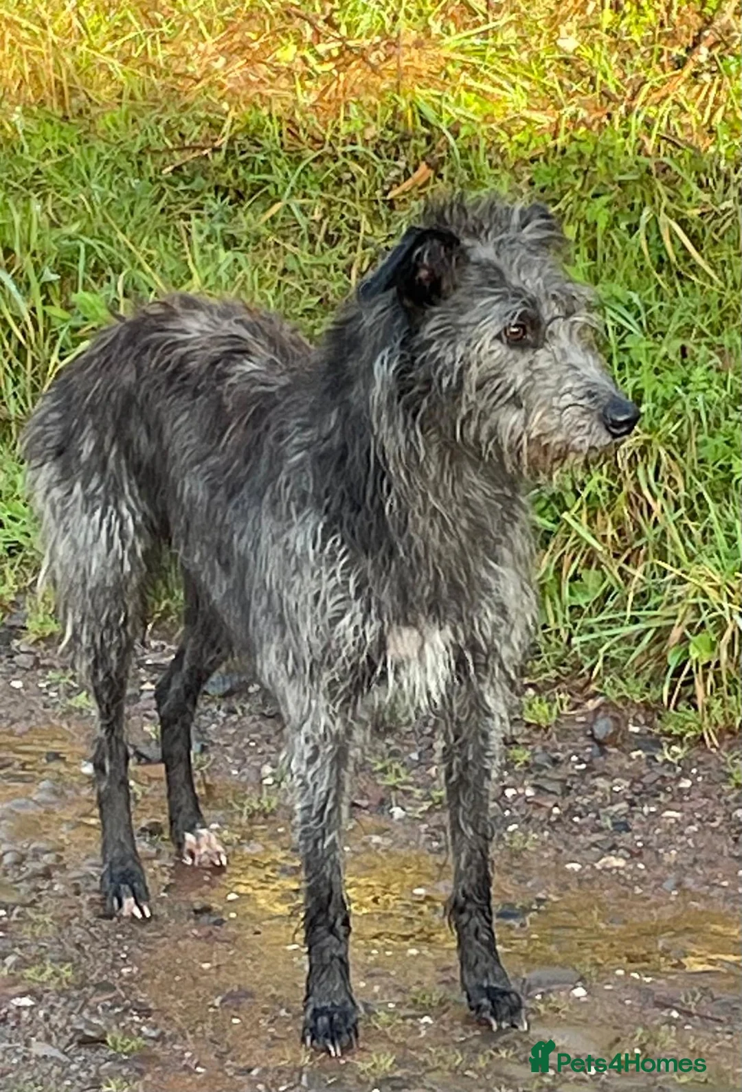 Mixed Breed dogs for sale: Whippet x Bedlington x Huntaway - Advert 7