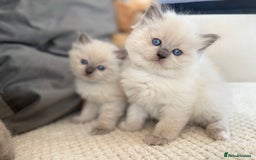 Ragdoll cats for sale: Stunning Bluepoint Ragdoll Kittens for sale - Image 35