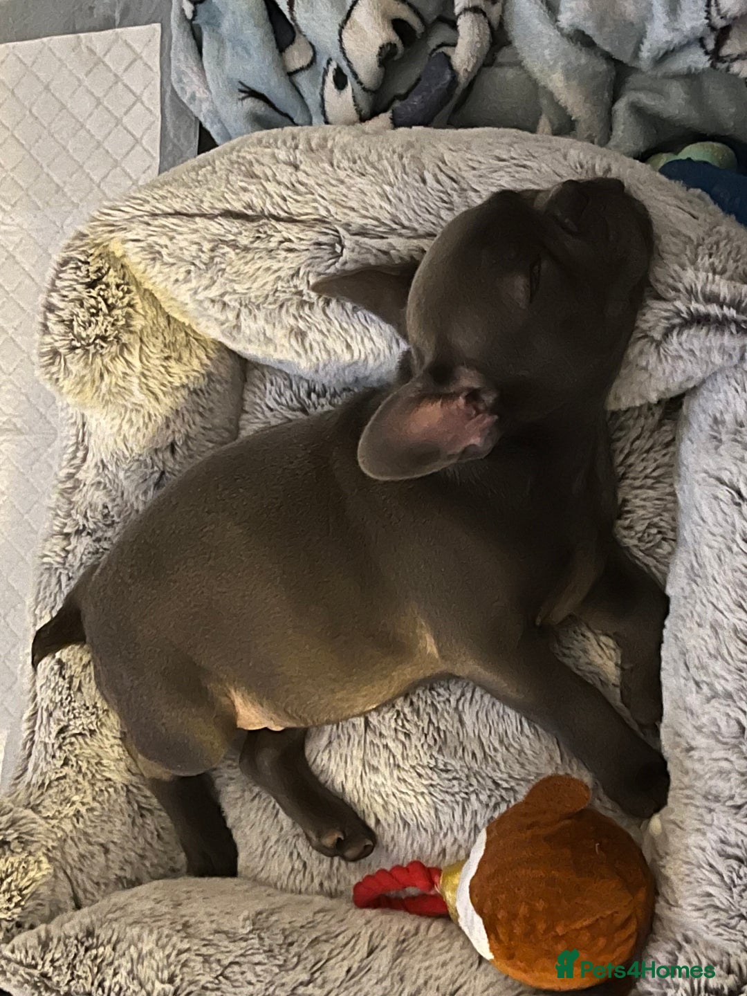 French Bulldog dogs for sale: French Bulldog puppy - Image 5