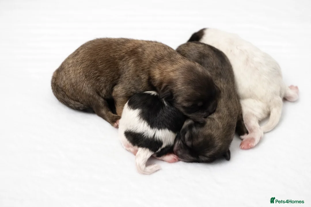 Pomeranian dogs for sale: BEAUTIFUL POMERANIAN GIRLS AVAILABLE  - Advert 11