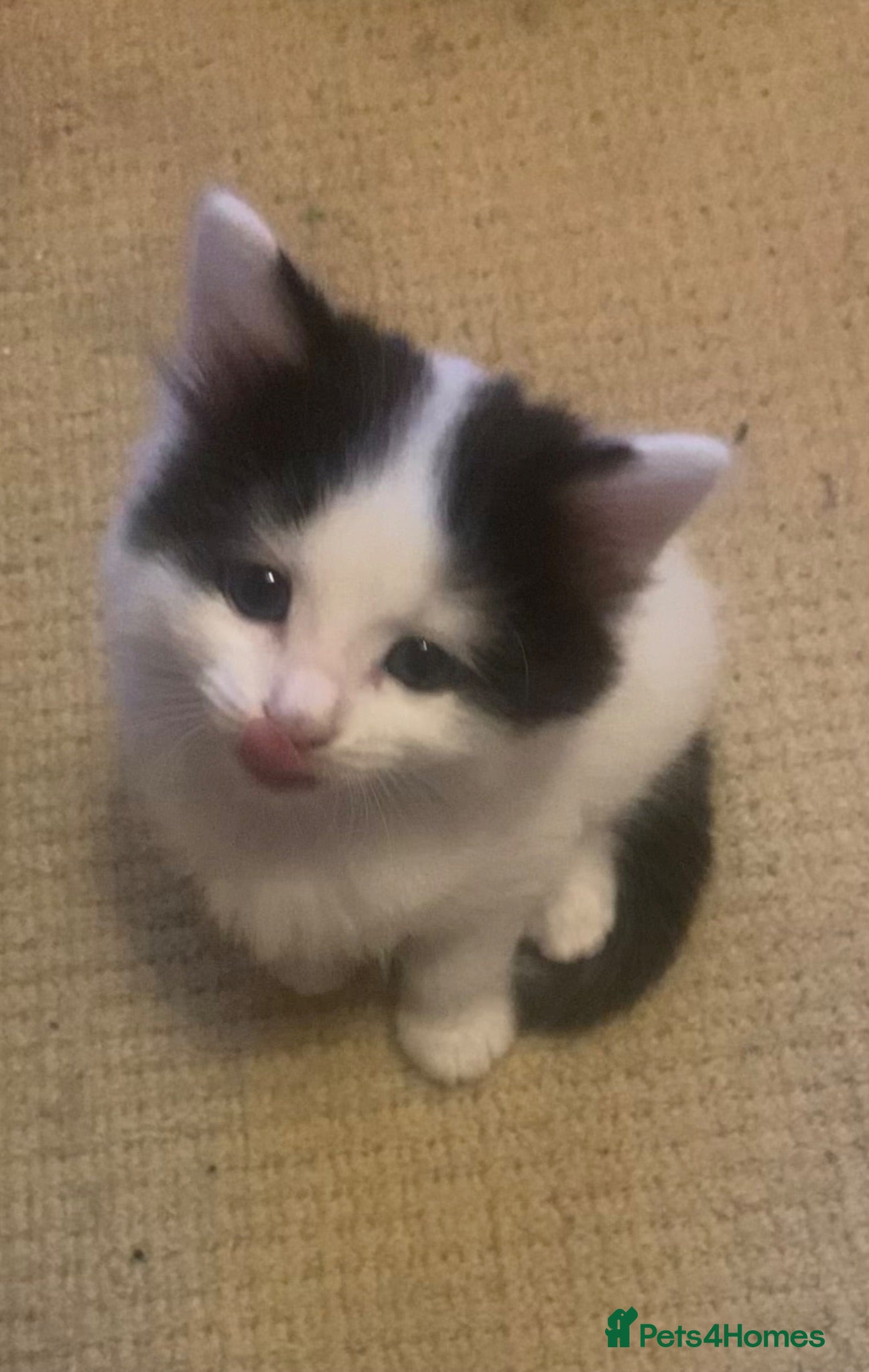 Mixed Breed cats for sale: 2 kittens males are available  - Advert 2
