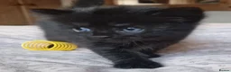 Exotic cats for sale: 2 male exotic cross kittens  - Advert 7