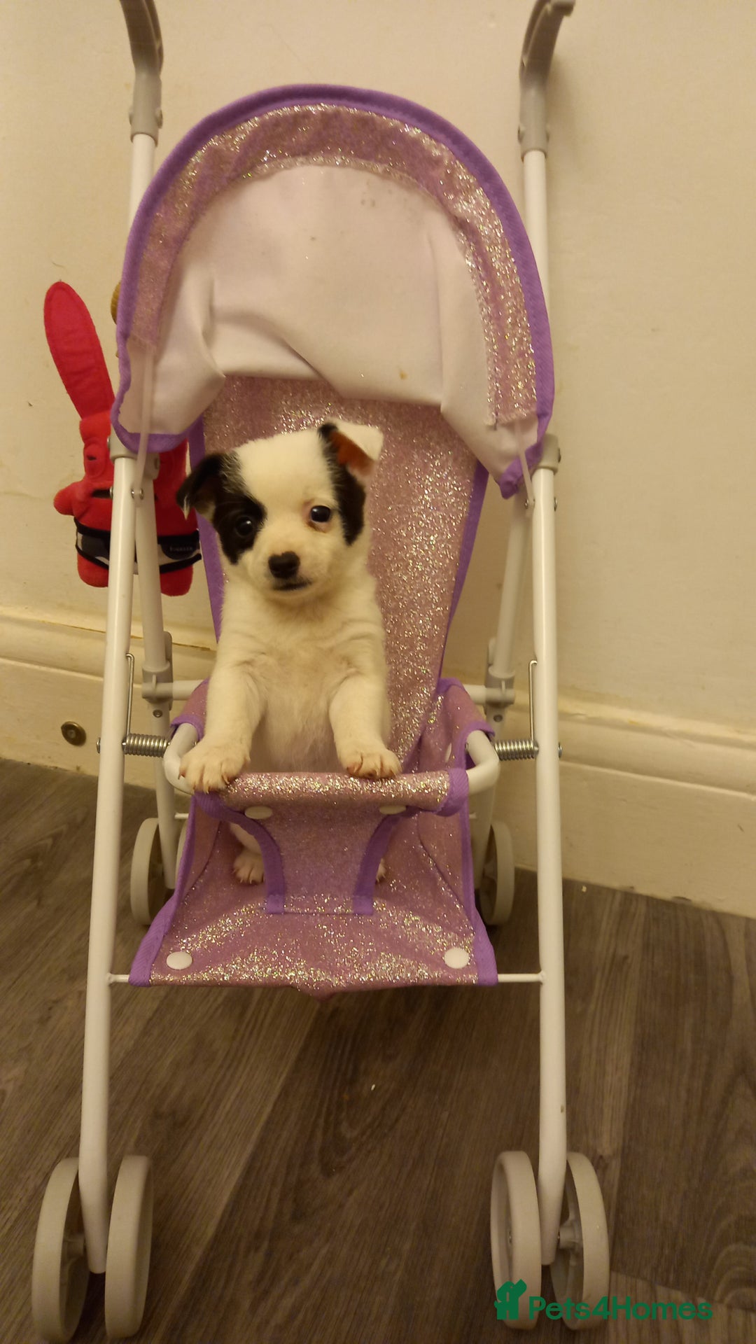Mixed Breed dogs for sale: Jack Russell Pups in Braintree - Image 9