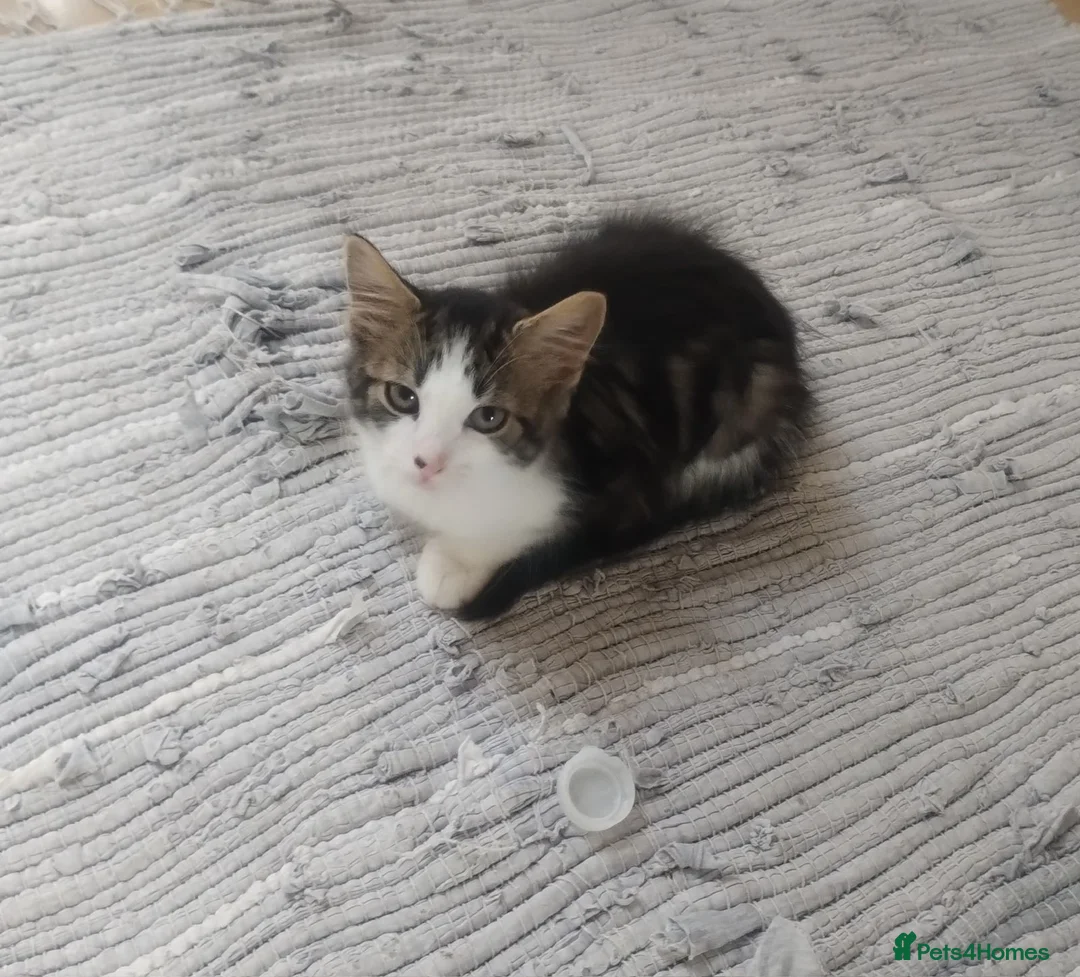 Mixed Breed cats for sale: Kittens ready to leave now  - Advert 2