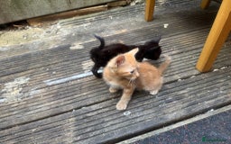 European cats for sale: Beautiful kittens  - Image 5