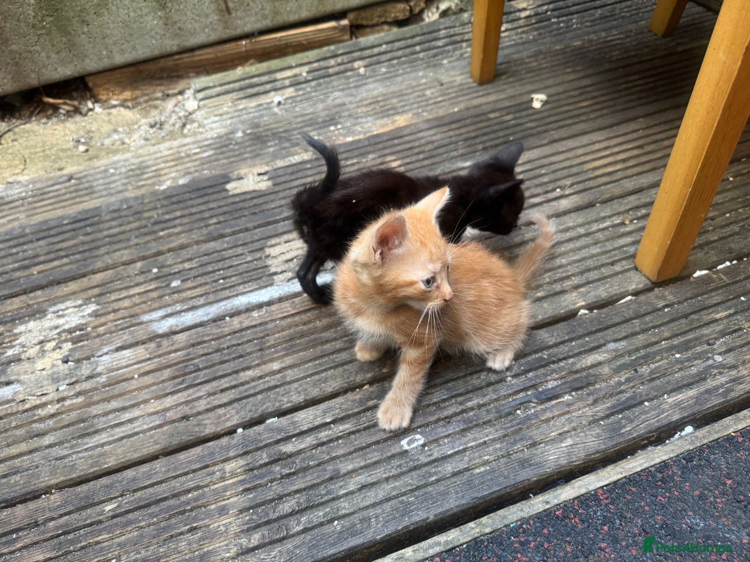 European cats for sale: Beautiful kittens  - Image 5