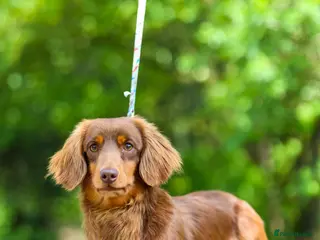 Miniature Dachshund dogs SLINKY (stud) in Liverpool - Advert 22