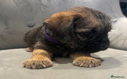 Border Terrier dogs for sale: Stunning KC Registered Border Terrier Pups - Image 6