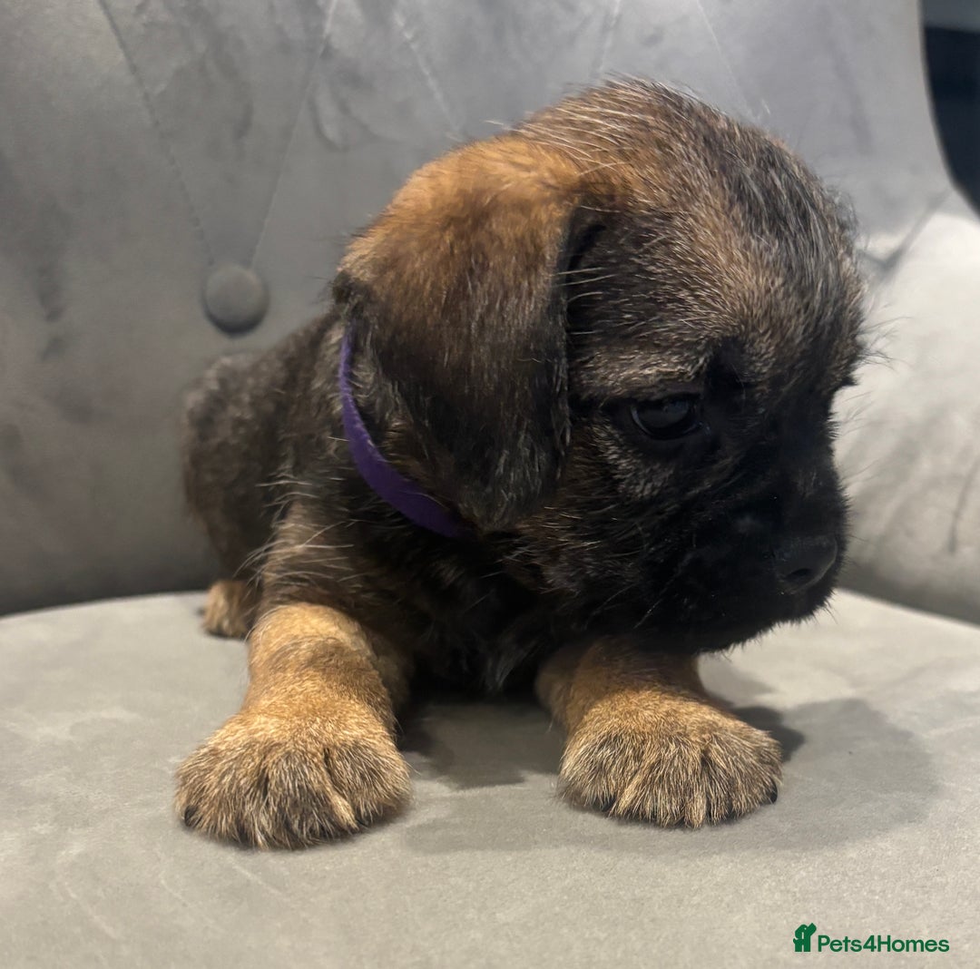 Border Terrier dogs for sale: Stunning KC Registered Border Terrier Pups - Image 6