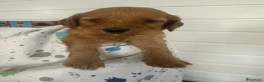 Cockapoo 2