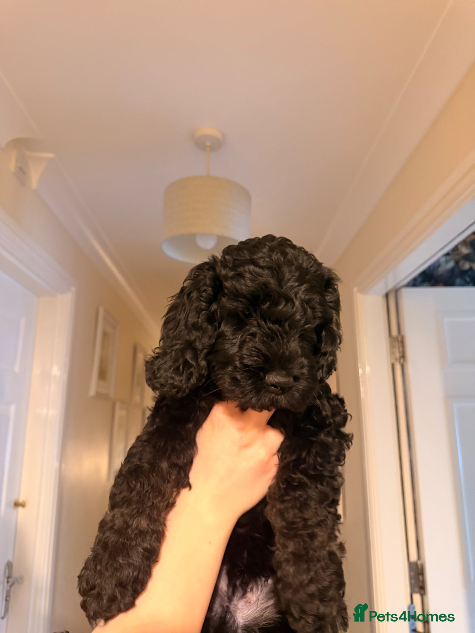 Cockapoo dogs F1 Cockapoo Puppies - Advert 5