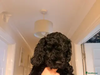 Cockapoo dogs F1 Cockapoo Puppies - Advert 5