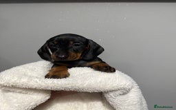 Miniature Dachshund dogs for sale: Mini dachshunds  - Image 3