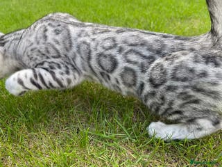 Bengal cats Beautiful Silver Retired Bengal Queen TICA Reg - Advert 4