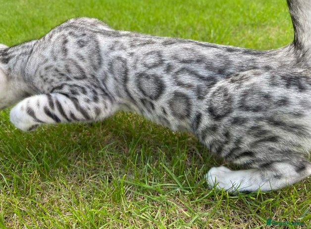 Bengal cats - Advert 6