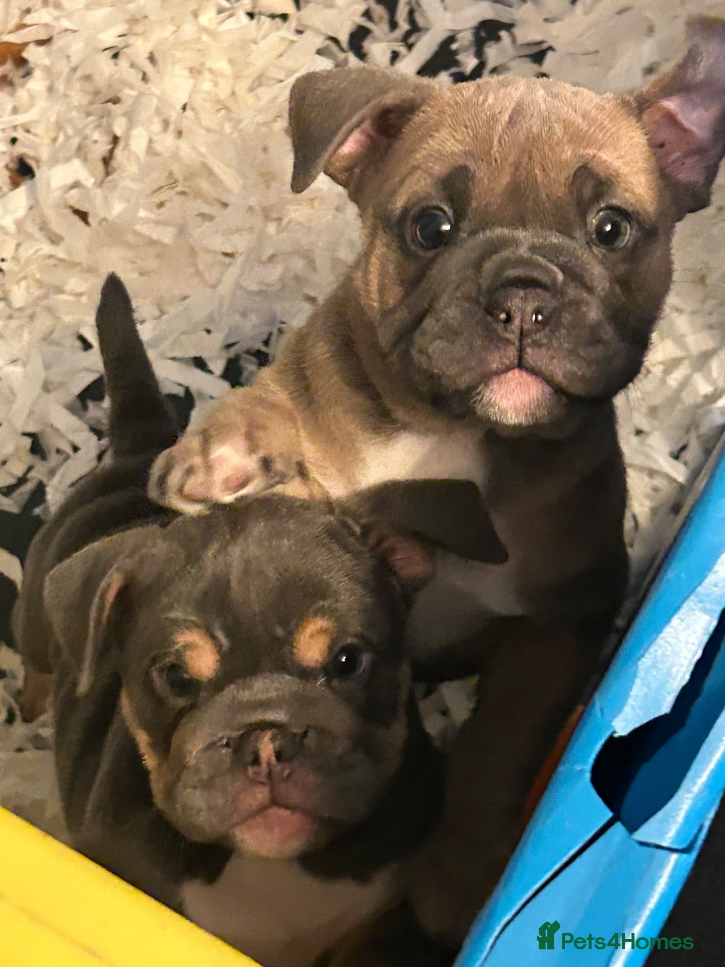 Olde English Bulldogge dogs Miniature oldtyme  English bulldoggie  puppy’s 🎀 - Advert 7