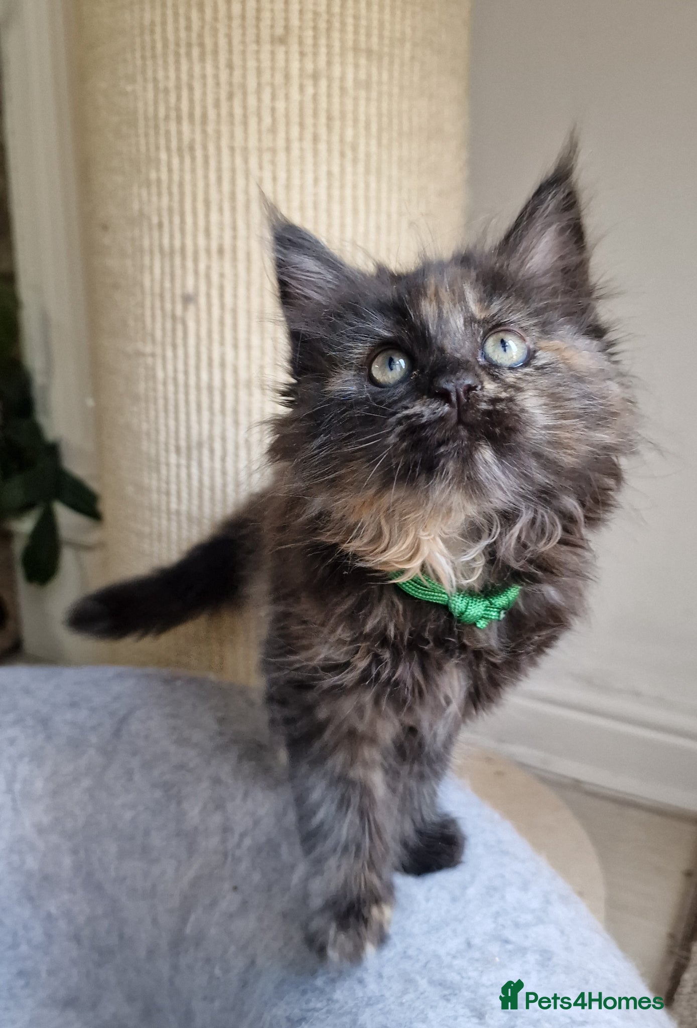 Maine Coon cats for sale: 8 maine coon kittens ready in Bury in Bury - Advert 8