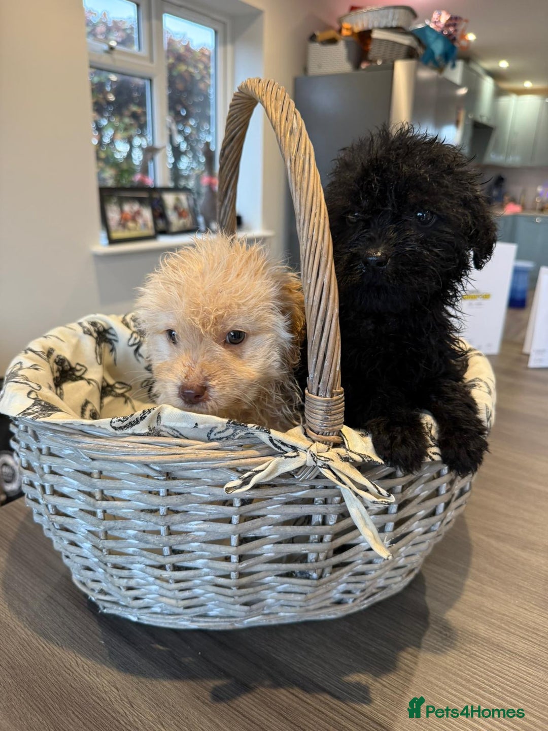 Labrador Retriever dogs for sale: Ready now labradoodles  - Image 6