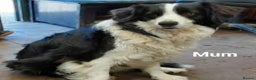 Border Collie dogs for sale: Border collie puppies  - Advert 11