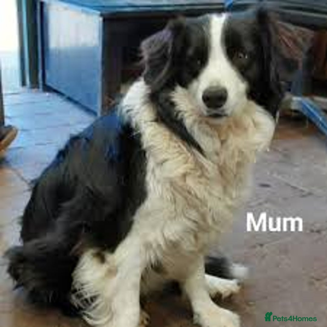 Border Collie dogs for sale: Border collie puppies  - Advert 11