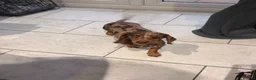 Miniature Dachshund dogs for sale: 💔LOVING HOME WANTED FOR 2 MINIATURE DACHSHUNDS 💔 in Doncaster - Advert 4