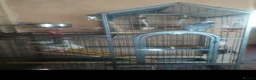 Parrots birds for sale: Beautiful African grey parrot  in Nottingham - Advert 4