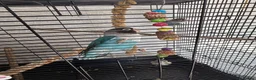 Lovebirds birds for sale: Love birds breeding pairs beautiful birds  - Advert 6