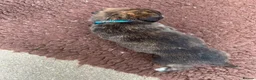 Lurcher dogs for sale: Fluffy Lurcher puppies available Sept - Advert 18