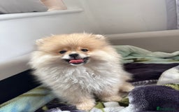 Pomeranian dogs for sale: 1 male, 1 female Pomeranian puppies 3 months old.  - Image 4