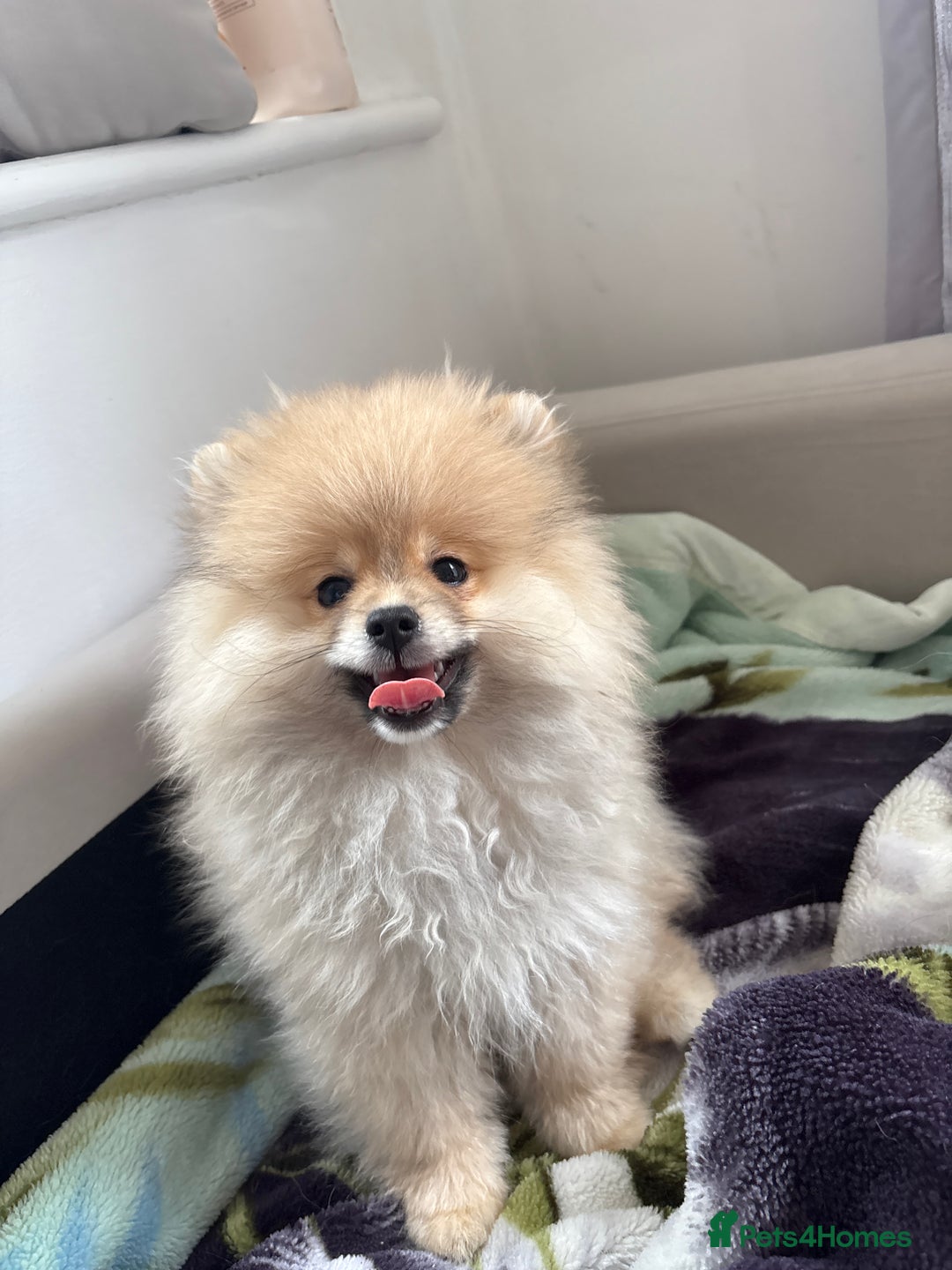 Pomeranian dogs for sale: 1 male, 1 female Pomeranian puppies 3 months old.  - Image 4