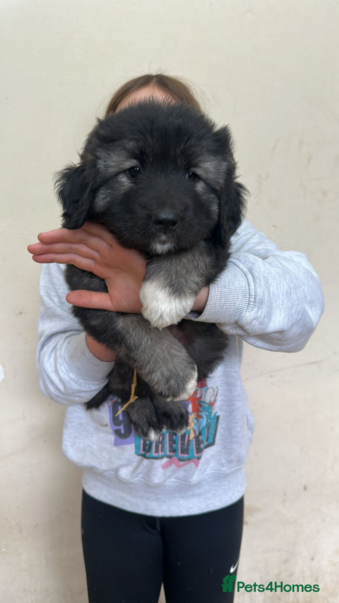 Caucasian Shepherd Dog dogs for sale:  ⭐️Caucasian shepherds⭐️puppies #bears big boned   - Image 7