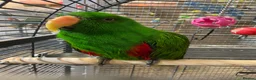 Parrots birds for sale: LOOK! BIRDS/PARAKEETS/PARROTS AVAILABLE  - Advert 6