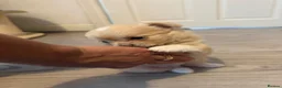 Chihuahua dogs for sale: Beautiful chihuahua boy - Advert 5