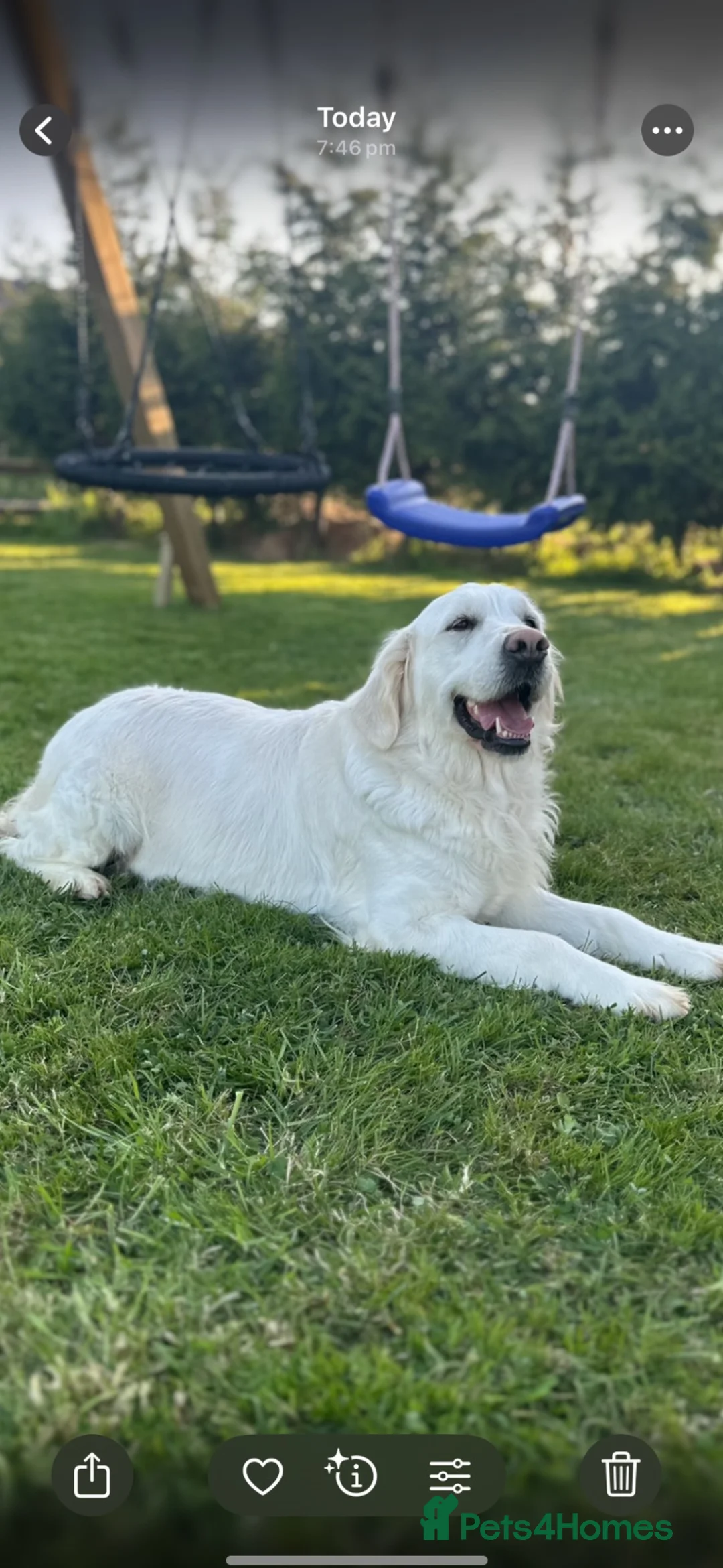 Golden Retriever dogs for sale: Golden retreivers  - Advert 2