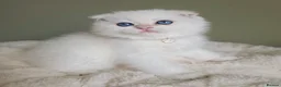 Scottish Fold cats for sale: ⭐️ Top Quality Scottish Fold Kittens ⭐️ - Advert 7