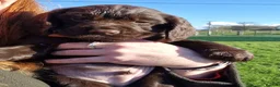 Cocker Spaniel dogs for sale: One Available Cocker Spaniel Puppy Ready To View  in Horncastle - Advert 17