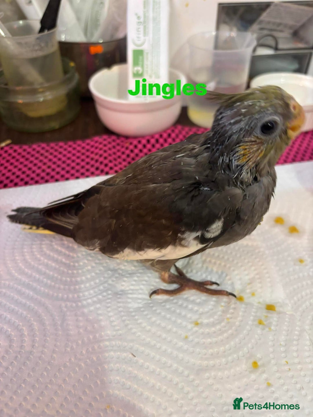 Cockatiels birds for sale: Hand reared and tame baby cockatiels  - Advert 11