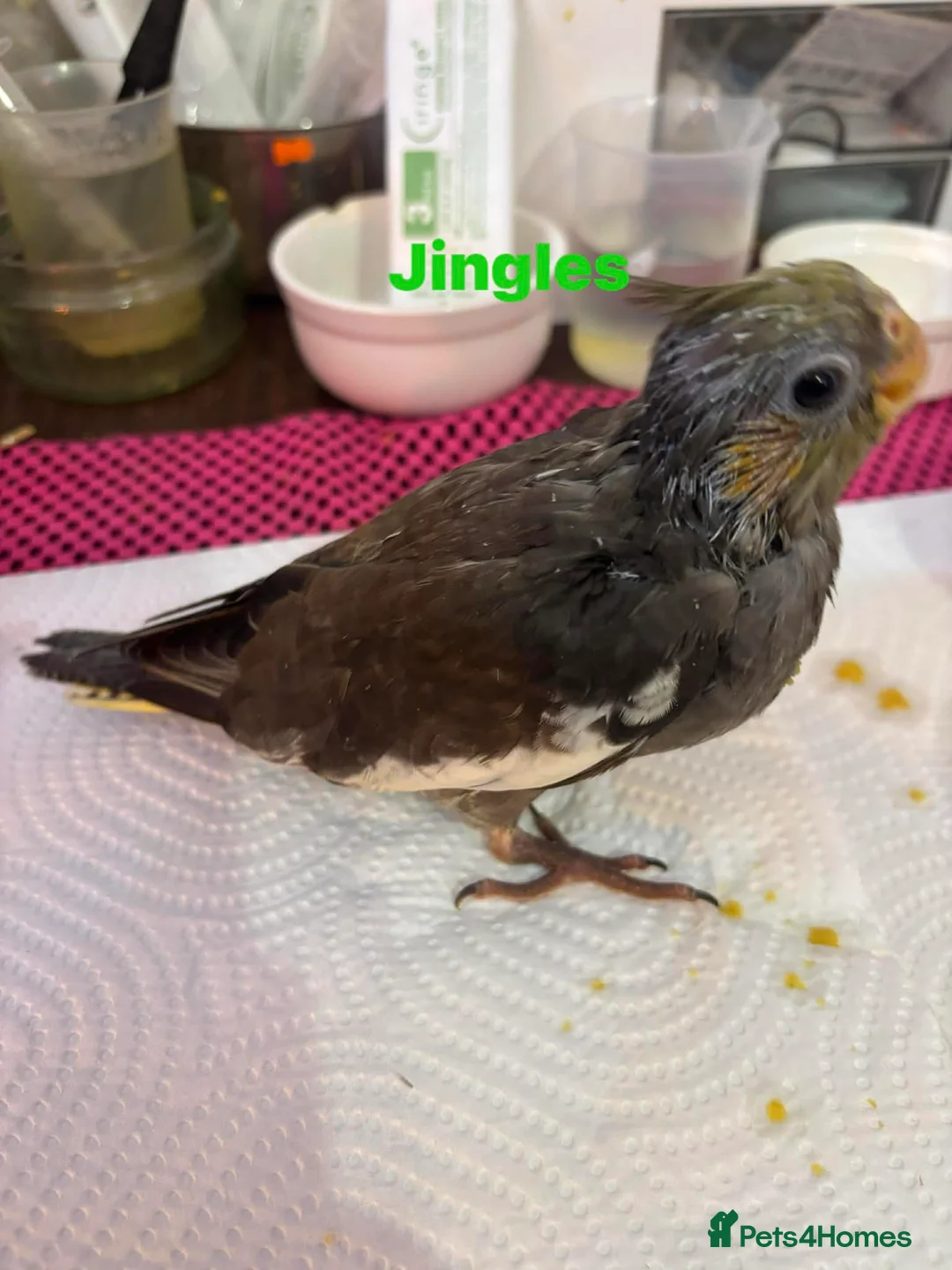 Cockatiels birds for sale: Hand reared and tame baby cockatiels  - Advert 11