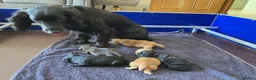 Cocker Spaniel dogs for sale: Outstanding KC Cocker Spaniel Pups legally docked. - Advert 3