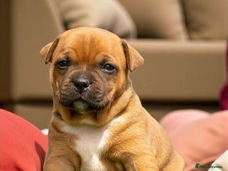 Staffordshire Bull Terrier dogs SHOW QUAILTY RED STAFF PUPPIES 🐶 🔥🔥😍 - Advert 1