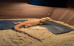 Bearded Dragon reptiles for sale: Baby bearded dragon with 4ft set up - Image 3
