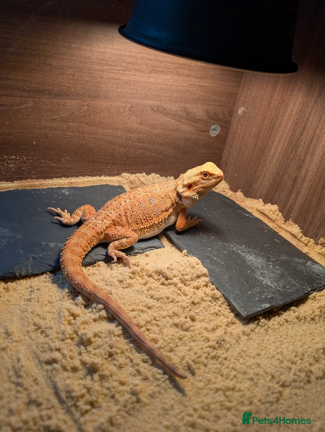 Bearded Dragon reptiles for sale: Baby bearded dragon with 4ft set up - Image 3