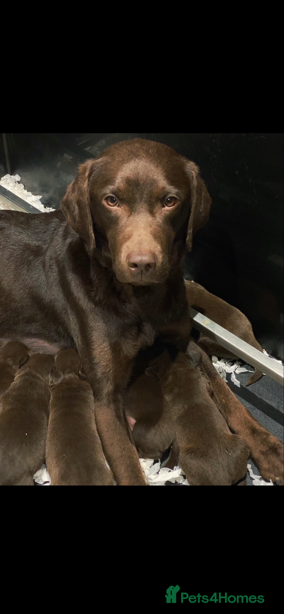 Labrador Retriever dogs for sale: 5 ⭐️  **  CHOCOLATE KC REG VET CHECKED, 1ST VAC - Advert 7