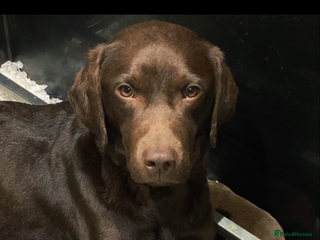 Labrador Retriever dogs ⭐️⭐️⭐️⭐️⭐️ CHOCOLATE KC REG VET CHECKED, 1ST VAC - Advert 5