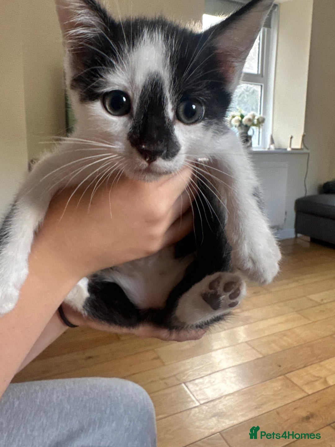 Domestic Shorthair cats for sale: Gorgeous traditional Black and white kittens  - Image 3