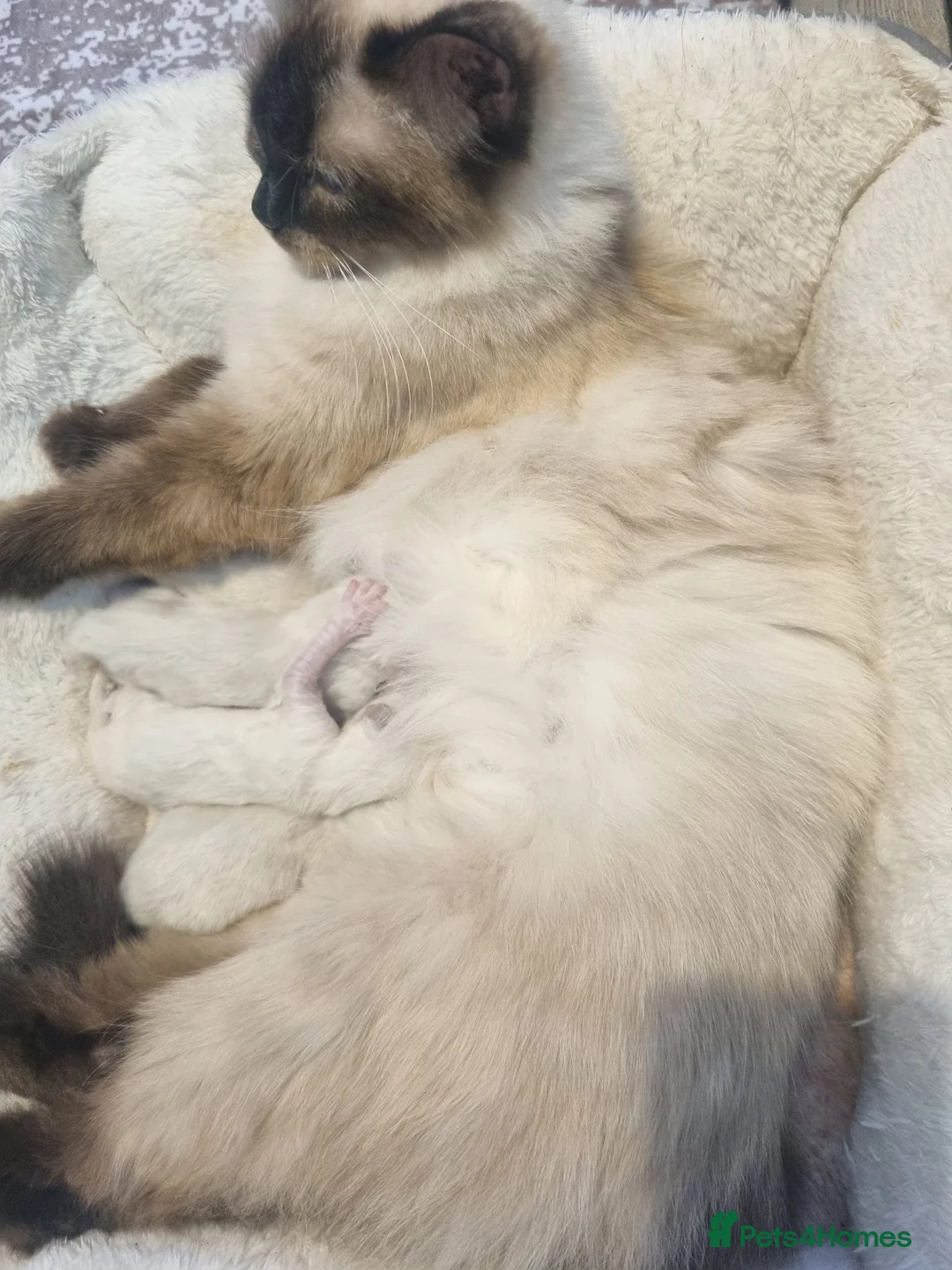 Ragdoll cats for sale: Last boy, beautiful Ragdoll  in Neath - Advert 2