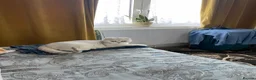 Scottish Fold cats for sale: Bella - Advert 9
