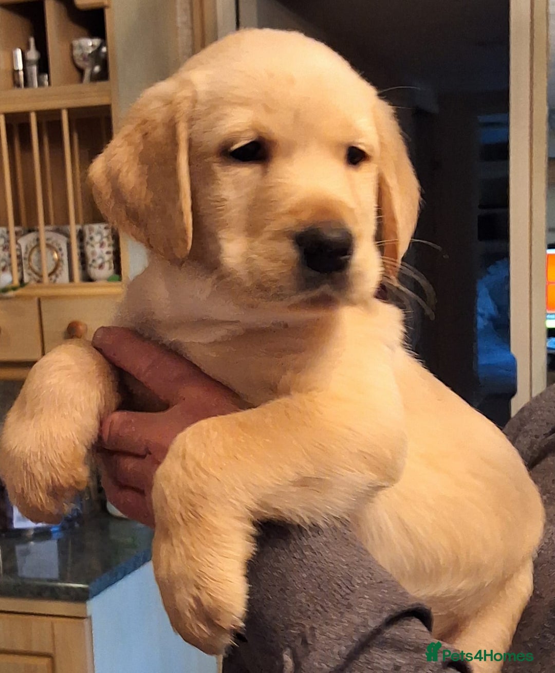 Goldador dogs for sale: Goldador puppies  - Advert 12